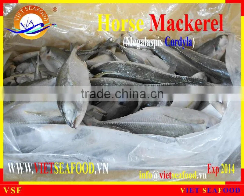 FROZEN W/R HORSE MACKEREL