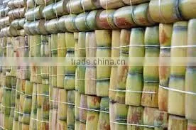 FROZEN SUGAR CANE - GOOD QUALITY