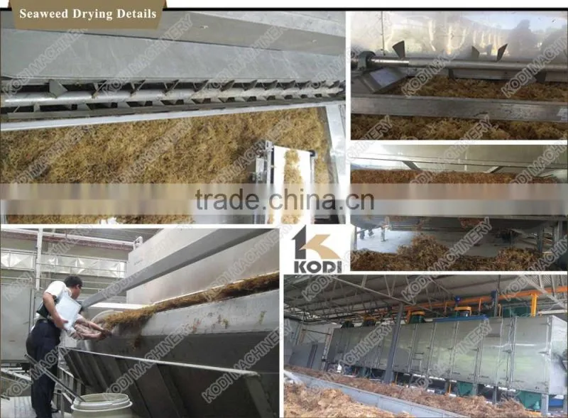 DW Continous Seaweed Mesh Belt Drying Equipment