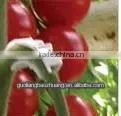 Many Sizes Plastic Plant Support Clip
