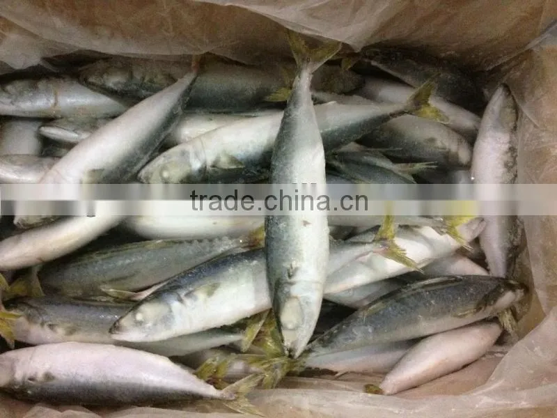 IQF mackerel 6-8pcs/kg