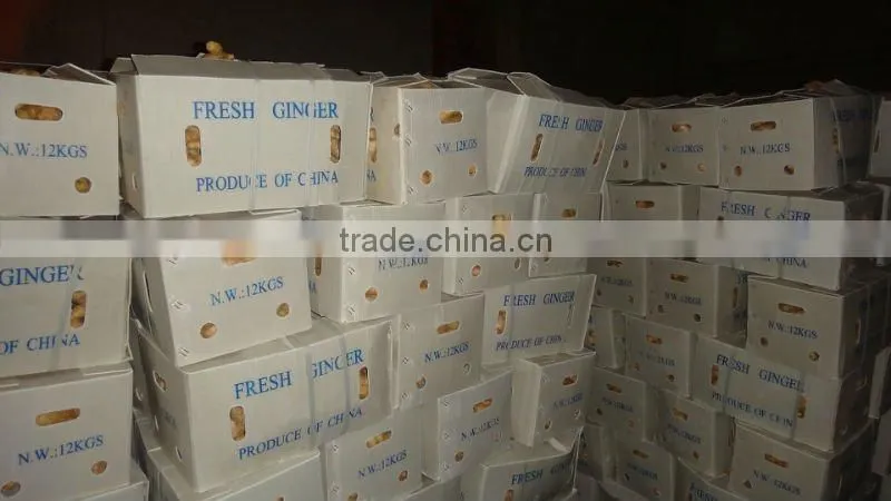 2014 new Air dry Fresh Ginger