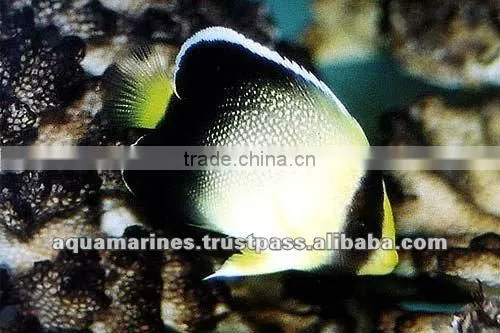 Australian Wholesale Tropical Fish Aquarium Marine Fish