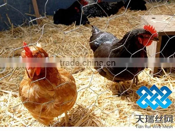 Galvanized chicken wire netting