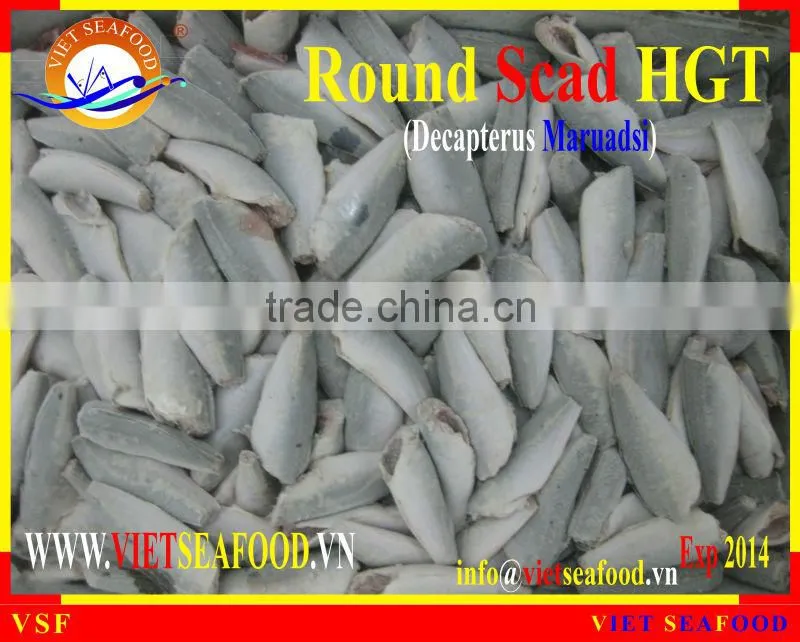 HGT FROZEN ROUND SCAD