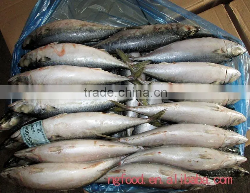 Frozen Chub Mackerel and Pacific Mackerel Scomber Japonicus