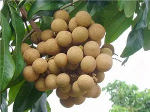 Orange/lemon Fruit Washing Waxing Drying Sorting Machinery/production Line