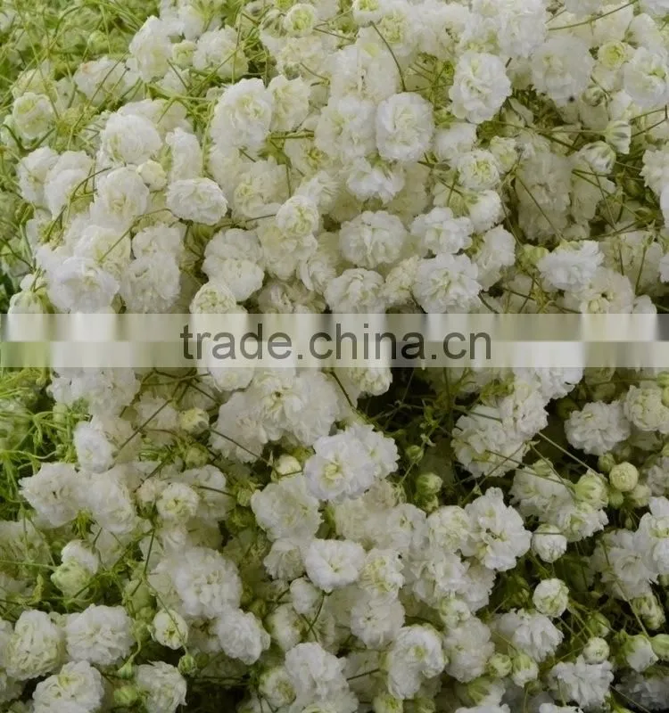 Special unique nature preserved gypsophila