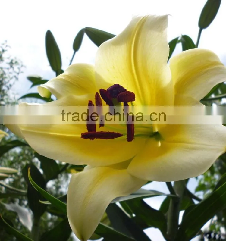 Fashion yellow king day lilies