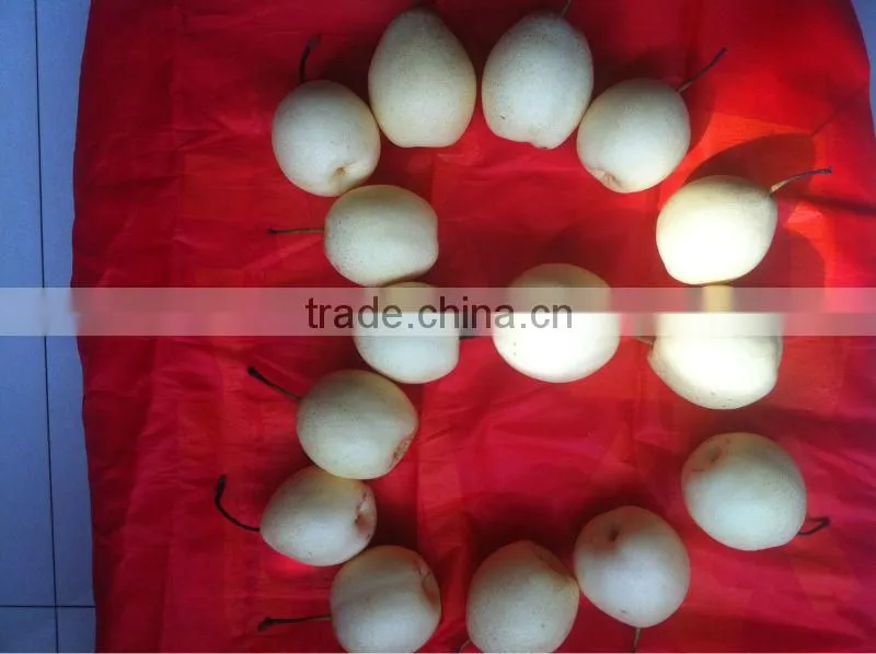Ya pear New crop fresh pear wholsale