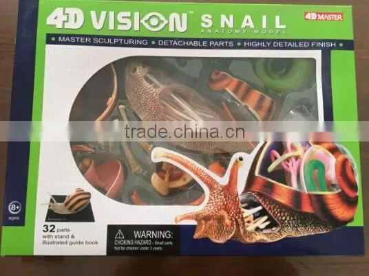 V-AM055 4D MASTER Snail specimens anatomical model