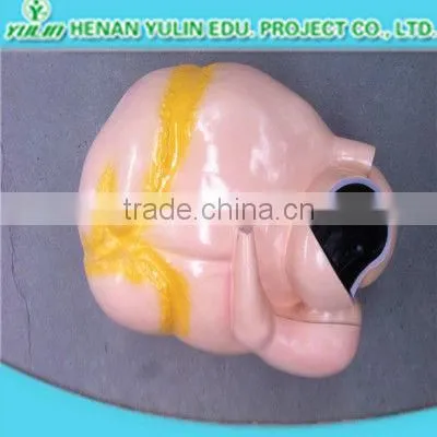 teaching anatomical three parts human heart model