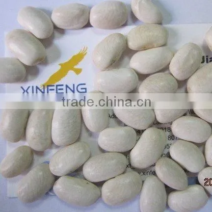white kidney bean