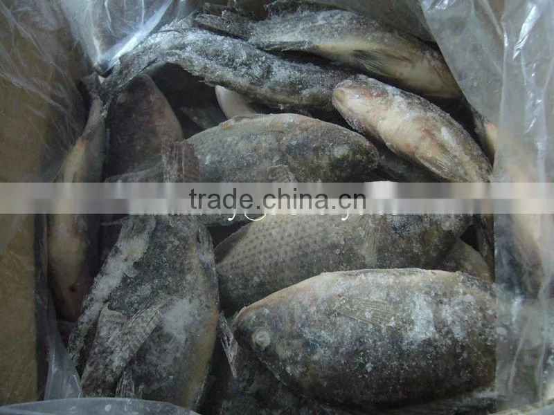 Gutted scaled whole tilapia for whole sale China origin