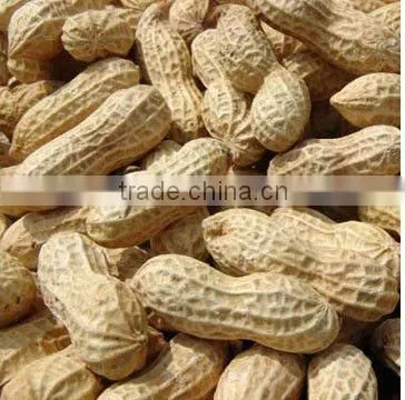 Chinese shandong new crop raw peanut kernels