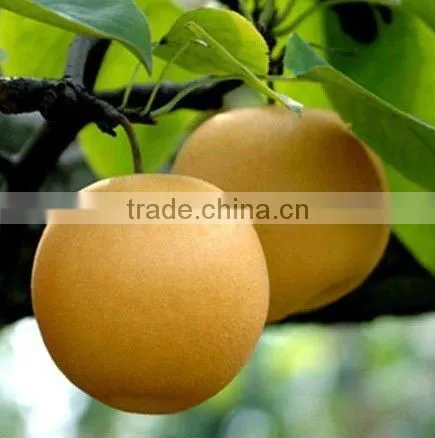 Chinese fresh Fengshui pear