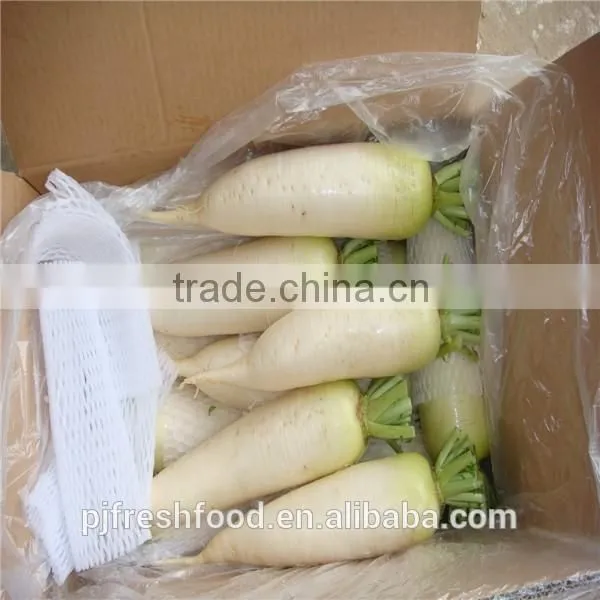 White Radish /green radish wholsale