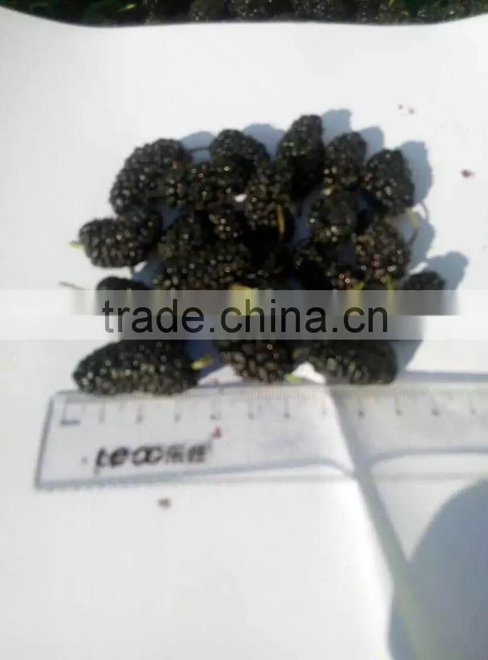 New crop frozen mulberry for sale