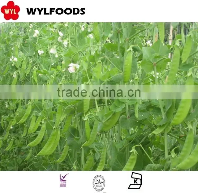 IQF china price for frozen Pea pods 2015 high quality