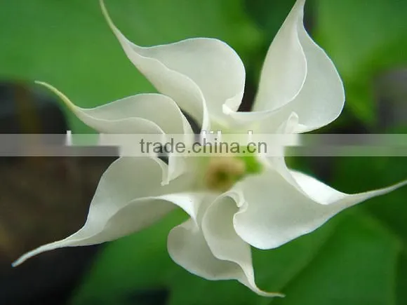 Factory Supply USP 99% Scopolamine HBR