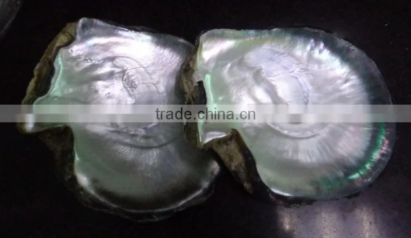 NEW polished tahiti black lip shell plate