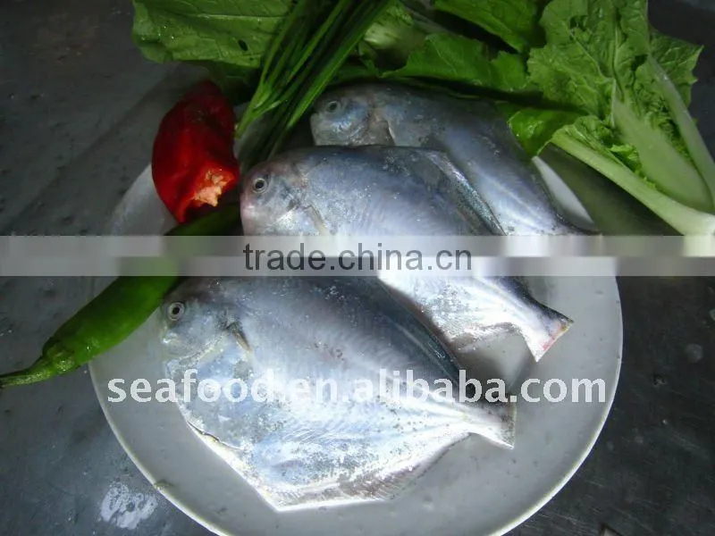 high quality delicious fresh silver pomfret fish