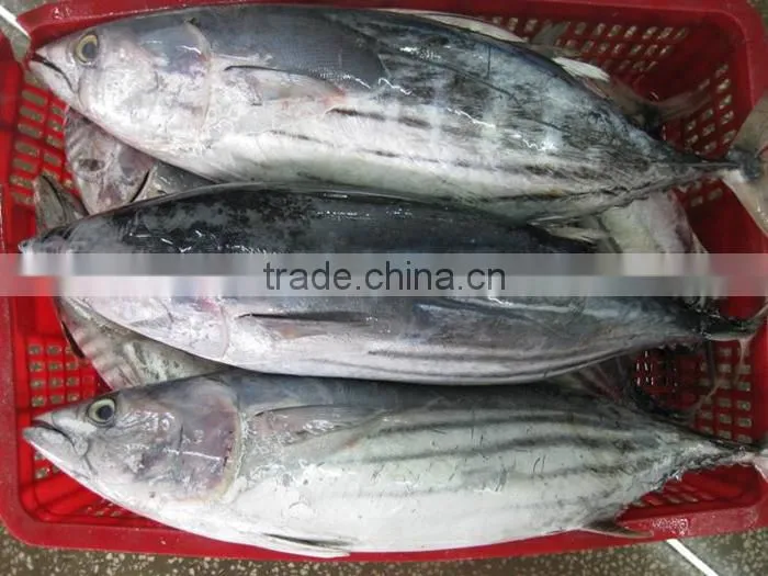 new aready Frozen Pacific bonito whole round- Auxis Tapeionsoma 500up