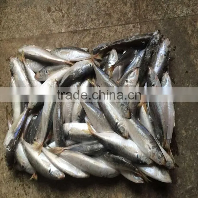 Blue round scad fish frozen blue round scad in good quality