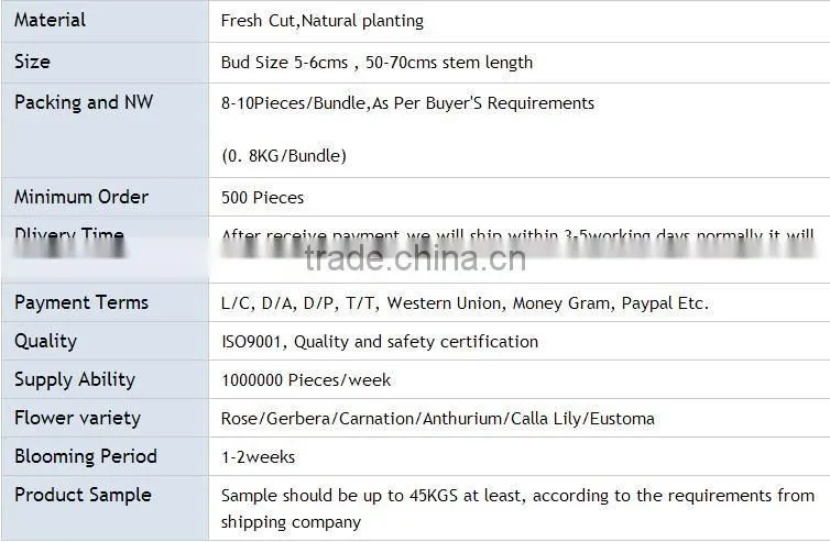 Professional High Quality Fresh Cut Flowers Multicolor Eustoma Flower Bulk Sale From Yunnan,China
