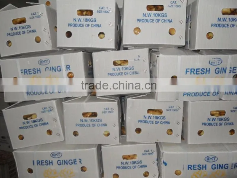 2015 crop Chinese Shandong origin fresh ginger
