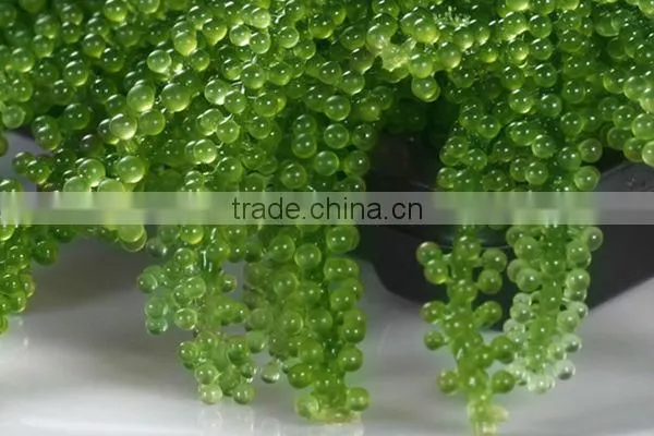 Sea grapes