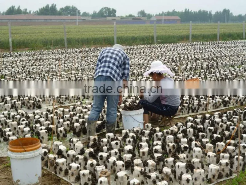 Organic Certificated Dried Black Fungus