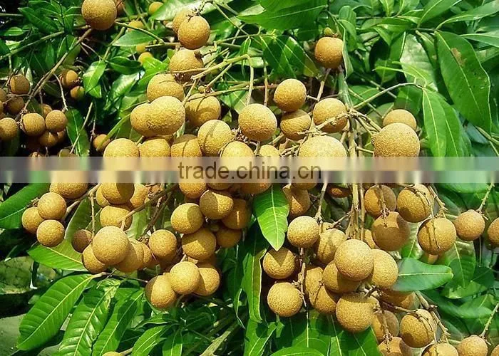 longan fruit trees