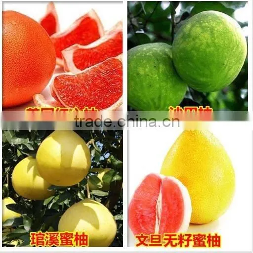 Pomelo, Shaddock tree seedlings