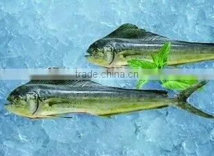 frozen gutted mahi mahi