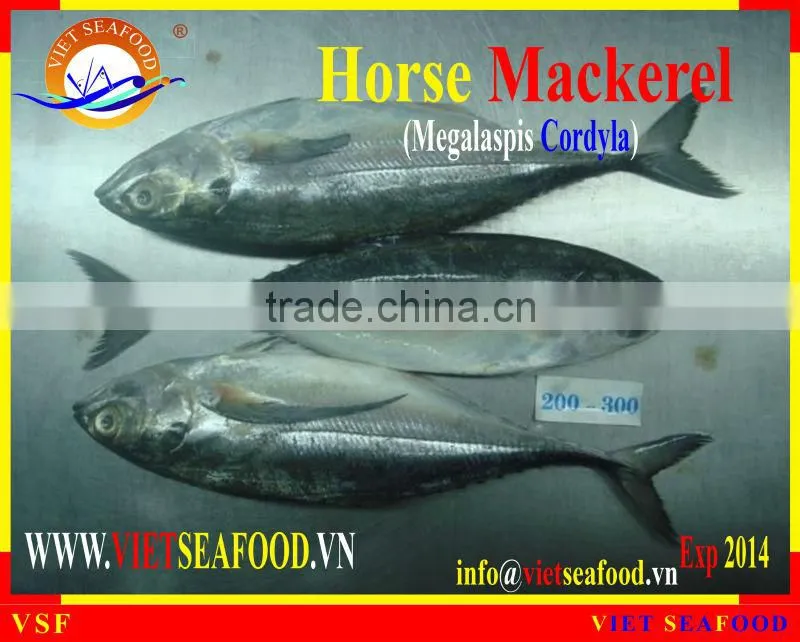 W/R FROZEN HORSE MACKEREL