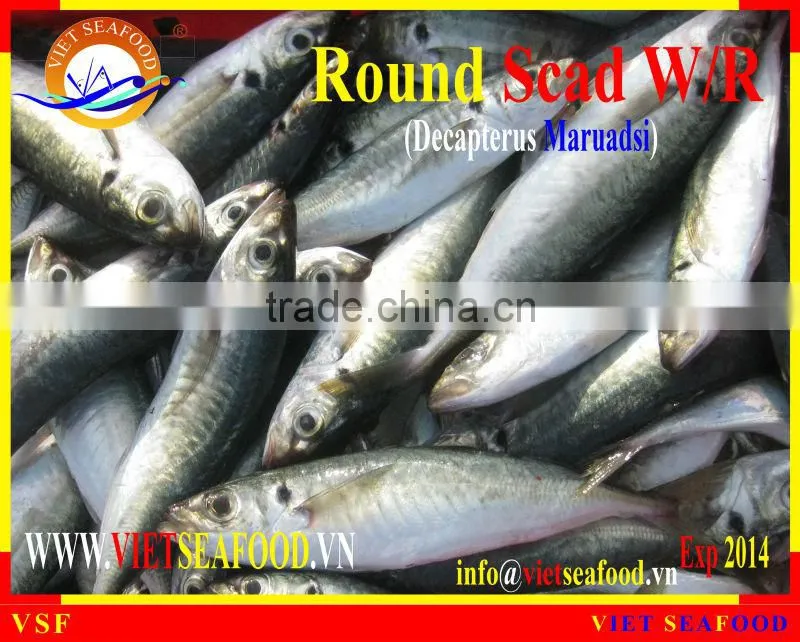 FROZEN ROUND SCAD WHOLE ROUND