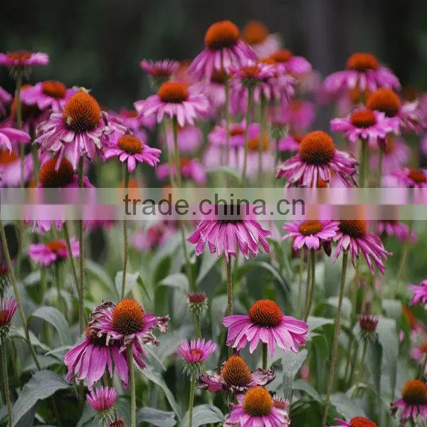 Pure Nature Echinacea Herb Extract