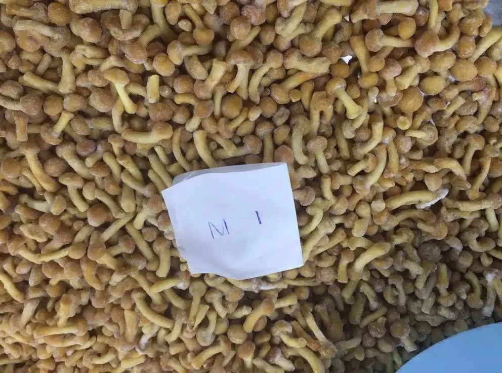 Hebei Hangen Import And Export Co.,ltd company overview - view 1