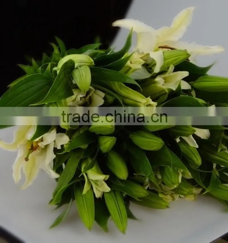 Best quality Siberia long stem white color lily