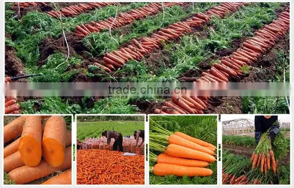 200g-250g bulk vegetables/fresh sweet carrot