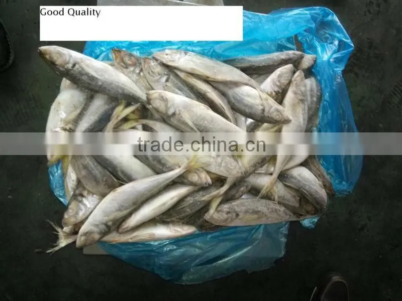 20cm up frozen horse mackerel 20+