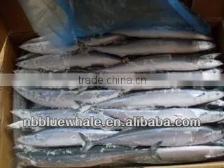 Pacific Saury / Sanma / Mackerel Pike