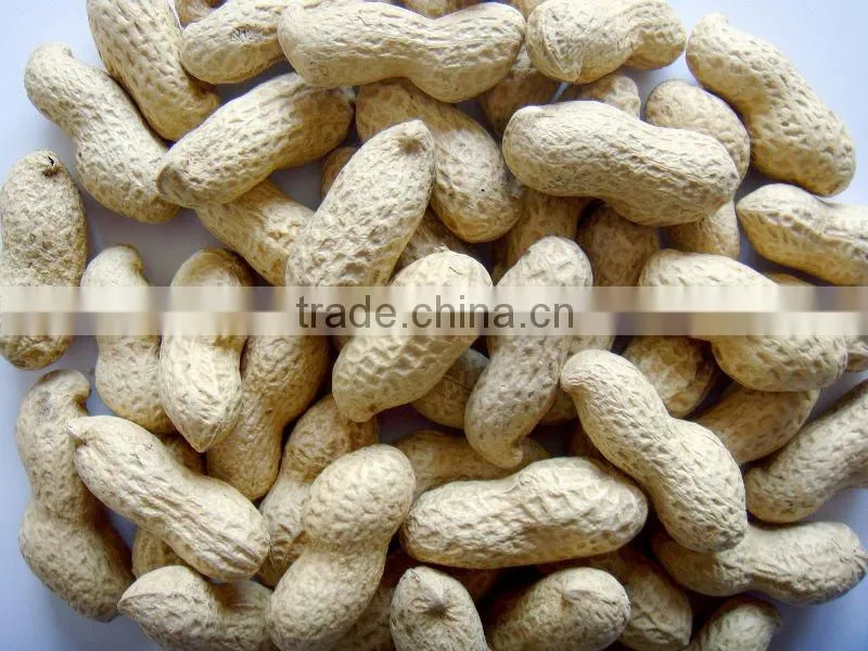 New Crop Chinese Best Price Roasted Peanut In Shell