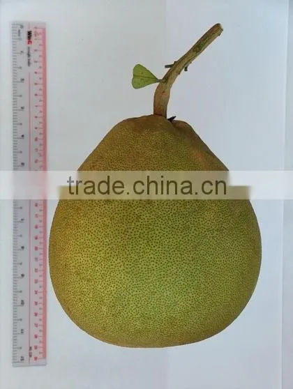 Fresh Honey Pomelo/ Grapefruit (Premium quality)