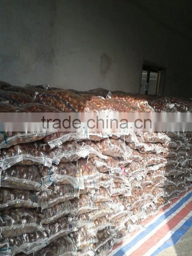 40-50, 50LB gunny bag chinese fresh chestnuts wholesale chestnut