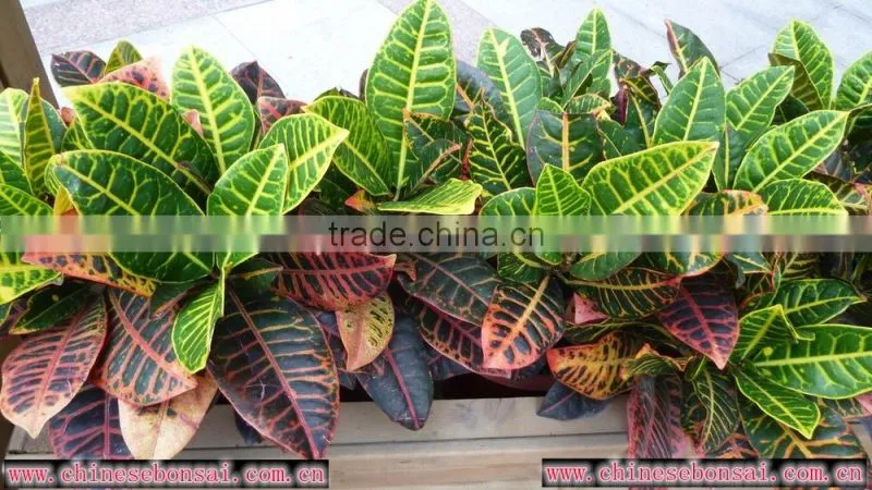 multi color leaves foliage Codiaeum variegatum of outdoor landscaping decorative ornamental plants