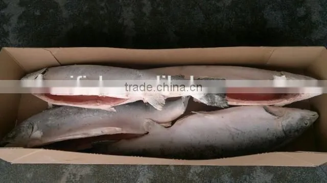 Atlantic Salmon