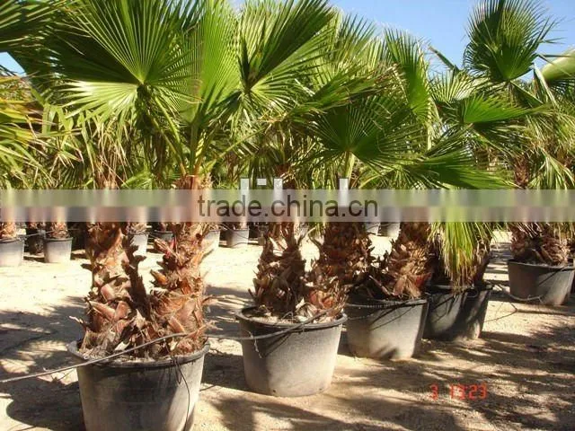 Washingtonia Robusta "Mexican Fan Palm"