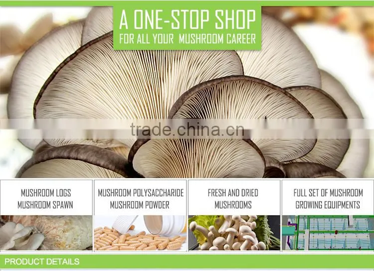 High Shell Broken Rate Shell Broken Ganoderma Ludicum Mushroom Spore Capsule